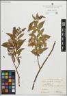 Foto von Salix pentandra L. x Salix triandra L.